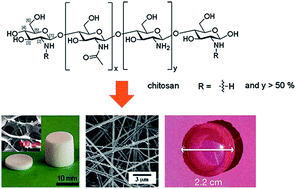 Graphical abstract: Chitosan-based scaffolds for bone tissue engineering
