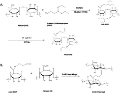 Graphical abstract: BMSCs laden injectable amino-diethoxypropane modified alginate-chitosan hydrogel for hyaline cartilage reconstruction