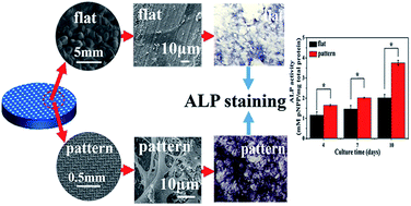 Graphical abstract: Designing ordered micropatterned hydroxyapatite bioceramics to promote the growth and osteogenic differentiation of bone marrow stromal cells