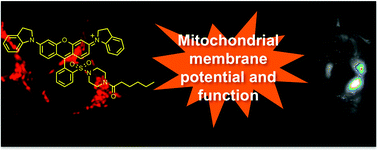Graphical abstract: A membrane-activatable near-infrared fluorescent probe with ultra-photostability for mitochondrial membrane potentials