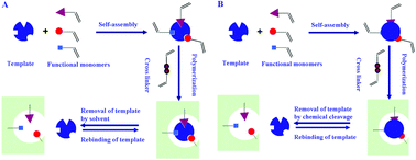 Graphical abstract: Advancements of molecularly imprinted polymers in the food safety field