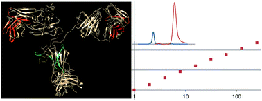 Graphical abstract: The development of the validated LCMS bioanalysis of trastuzumab in human plasma using a selective detection method for complementarity-determining regions of monoclonal antibodies: nano-surface and molecular-orientation limited (nSMOL) proteolysis