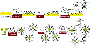 Graphical abstract: The copper binding properties of metformin – QCM-D, XPS and nanobead agglomeration