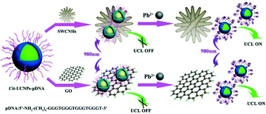 Graphical abstract: Luminescent nanoprobes based on upconversion nanoparticles and single-walled carbon nanohorns or graphene oxide for detection of Pb2+ ion