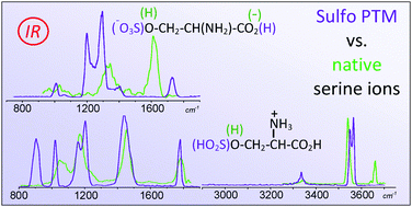 Graphical abstract: Serine O-sulfation probed by IRMPD spectroscopy