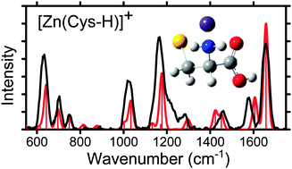 Graphical abstract: Structural characterization of gas-phase cysteine and cysteine methyl ester complexes with zinc and cadmium dications by infrared multiple photon dissociation spectroscopy