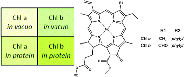 Graphical abstract: The Soret absorption band of isolated chlorophyll a and b tagged with quaternary ammonium ions