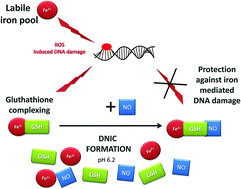 Graphical abstract: Formation of glutathionyl dinitrosyl iron complexes protects against iron genotoxicity