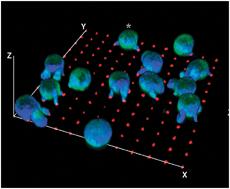 Graphical abstract: Micropatterning of TCR and LFA-1 ligands reveals complementary effects on cytoskeleton mechanics in T cells
