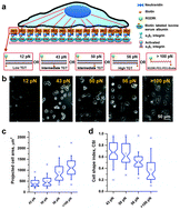 Graphical abstract: Single molecular force across single integrins dictates cell spreading