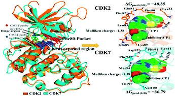 Graphical abstract: Molecular simulation studies on the binding selectivity of 2-anilino-4-(thiazol-5-yl)-pyrimidines in complexes with CDK2 and CDK7