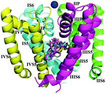 Graphical abstract: Binding mechanisms of 1,4-dihydropyridine derivatives to L-type calcium channel Cav1.2: a molecular modeling study