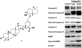 Graphical abstract: Inhibition of HL-60 cell growth via cell cycle arrest and apoptosis induction by a cycloartane–labdane heterodimer from Pseudolarix amabilis