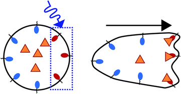 Graphical abstract: Optimizing optogenetic constructs for control over signaling and cell behaviours