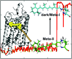 Graphical abstract: Explaining the mobility of retinal in activated rhodopsin and opsin