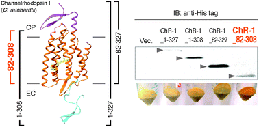 Graphical abstract: Structural and functional roles of the N- and C-terminal extended modules in channelrhodopsin-1