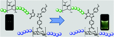 Graphical abstract: Renewable, fluorescent, and thermoresponsive: cellulose copolymers via light-induced ligation in solution