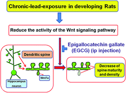 Graphical abstract: Role of Wnt/β-catenin signaling in the protective effect of epigallocatechin-3-gallate on lead-induced impairments of spine formation in the hippocampus of rats