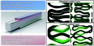 Graphical abstract: Development of a novel drug-eluting stent consisting of an abluminal and luminal coating layer dual therapy system