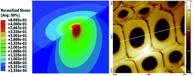 Graphical abstract: Viscoelasticity of wood cell walls with different moisture content as measured by nanoindentation