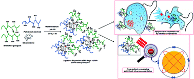 Graphical abstract: Influence of a blend of guar gum and poly(vinyl alcohol) on long term stability, and antibacterial and antioxidant efficacies of silver nanoparticles