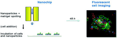 Graphical abstract: Design of a live biochip for in situ nanotoxicology studies: a proof of concept