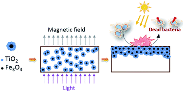 Graphical abstract: Antibacterial surfaces based on functionally graded photocatalytic Fe3O4@TiO2 core–shell nanoparticle/epoxy composites