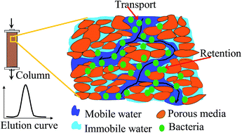 Graphical abstract: Comparison of transport between two bacteria in saturated porous media with distinct pore size distribution