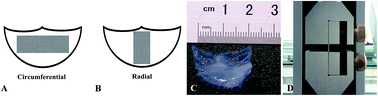 Graphical abstract: A novel approach to prepare a tissue engineering decellularized valve scaffold with poly(ethylene glycol)–poly(ε-caprolactone)