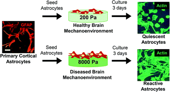 Graphical abstract: Astrogliosis in a dish: substrate stiffness induces astrogliosis in primary rat astrocytes