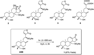 Graphical abstract: Isolation and characterization of related impurities in andrographolide sodium bisulphite injection