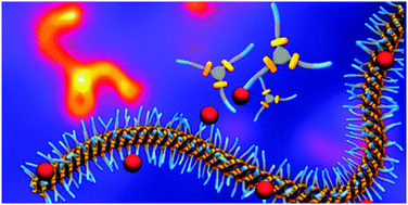 Graphical abstract: Supramolecular polymerisation in water; elucidating the role of hydrophobic and hydrogen-bond interactions