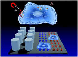 Graphical abstract: Challenges in tissue engineering – towards cell control inside artificial scaffolds