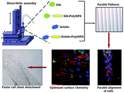 Graphical abstract: Strategies for faster detachment of corneal cell sheet using micropatterned thermoresponsive matrices