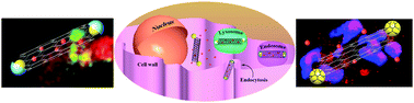 Graphical abstract: Calcium phosphate nanocapsule crowned multiwalled carbon nanotubes for pH triggered intracellular anticancer drug release