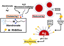 Graphical abstract: Synthesis of silver nanoparticles for the dual delivery of doxorubicin and alendronate to cancer cells