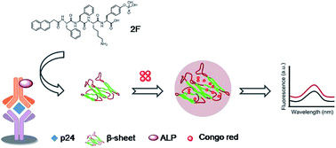 Graphical abstract: Peptidic β-sheets induce Congo red-derived fluorescence to improve the sensitivity of HIV-1 p24 detection