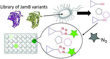 Graphical abstract: A fluorogenic screening platform enables directed evolution of an alkyne biosynthetic tool