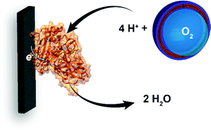 Graphical abstract: Improving O2 reduction at an enzymatic biocathode: mimicking the lungs