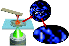 Graphical abstract: Nanoscale mapping of newly-synthesised phospholipid molecules in a biological cell using tip-enhanced Raman spectroscopy