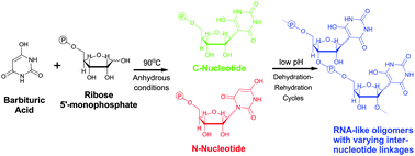 Graphical abstract: Synthesis of barbituric acid containing nucleotides and their implications for the origin of primitive informational polymers