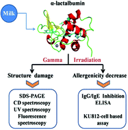 Graphical abstract: Potential allergenicity response to structural modification of irradiated bovine α-lactalbumin