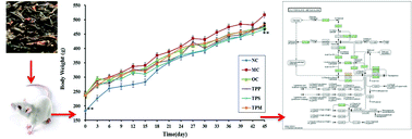 Graphical abstract: Black tea polyphenols and polysaccharides improve body composition, increase fecal fatty acid, and regulate fat metabolism in high-fat diet-induced obese rats