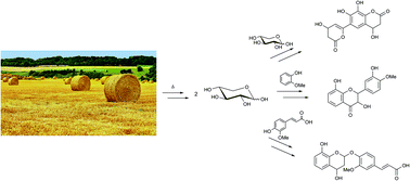 Graphical abstract: New degradation compounds from lignocellulosic biomass pretreatment: routes for formation of potent oligophenolic enzyme inhibitors