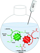Graphical abstract: One-pot, two-step cascade synthesis of naturally rare l-erythro (3S,4S) ketoses by coupling a thermostable transaminase and transketolase