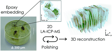 Graphical abstract: Imaging the 3D trace metal and metalloid distribution in mature wheat and rye grains via laser ablation-ICP-mass spectrometry and micro-X-ray fluorescence spectrometry