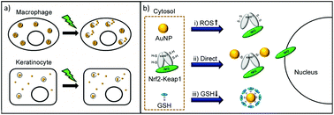 Graphical abstract: The bright side of plasmonic gold nanoparticles; activation of Nrf2, the cellular protective pathway