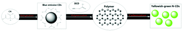Graphical abstract: Synthesis and formation mechanistic investigation of nitrogen-doped carbon dots with high quantum yields and yellowish-green fluorescence