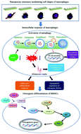 Graphical abstract: Nanoporous microstructures mediate osteogenesis by modulating the osteo-immune response of macrophages