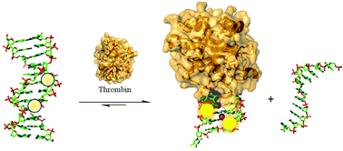 Graphical abstract: Optimization of fluorescent 8-heteroaryl-guanine probes for monitoring protein-mediated duplex → G-quadruplex exchange